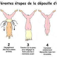 Image result for Adenodolichos rhomboideus