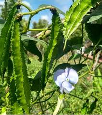 Image result for Psophocarpus grandiflorus