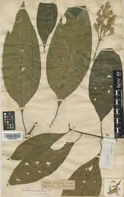 Image result for Hypoestes triflora