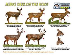 Sigma Outdoors Everscent Aging Deer On The Hoof Poster