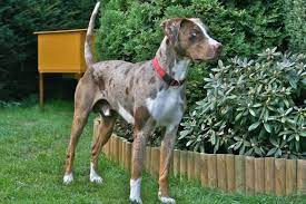 Catahoula Leopard Dog Breed Info Pictures Temperament Doggie Designer