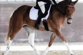 It S National Mule Day Tuesday S Horse In 2020 Mules Animal Horses Mules