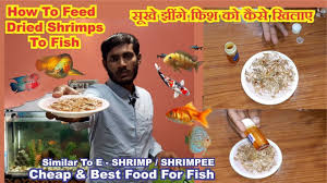 How To Feed Dried Shrimps To Fish Homemade Fish Food Shrimpsfeeding Fish Recipes Food Dried Shrimp