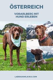 pin auf mit hund on tour