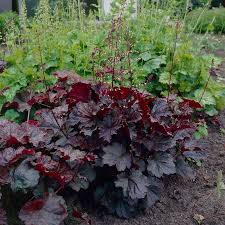 Image result for heuchera americana
