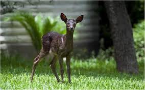 Black And White Striped Spider Texas Black Fawn Whitetail Deer Black Deer Melanistic