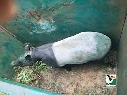 Perkarangan pejabat jabatan perhilitan n9. Jabatan Perhilitan On Twitter Operasi Tangkapan Seekor Tapir Betina Di Ladang Johol Negeri Sembilan Jabatan Perhilitan Daerah Gemas Negeri Sembilan Telah Berjaya Menangkap Seekor Tapir Betina Yang Telah Masuk Ke Dalam Perangkap