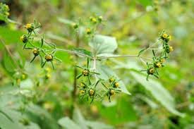 Image result for Micractis bojeri