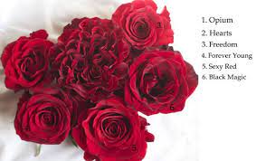 Flower Names By Color Flower Names Ivory Flowers Flowers