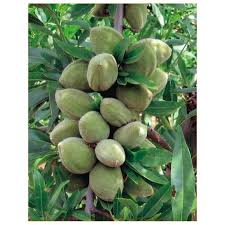 Il fiore ermafrodito, piccolo, con calice di 4 sepali e corolla di petali bianchi. Albero Mandorlo