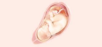 38 Ssw Symptome Schwangerschaftsentwicklung Pampers