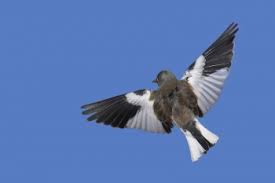 Grey head with black bib in summer. White Winged Snowfinch Birdforum Opus Birdforum