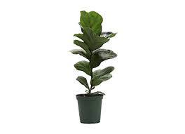 Remember that more sun means more fruit. Soil For Fiddle Leaf Fig Trees Urbanorganicyield Com