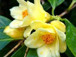 Yellow Camellia Flowers Japanese Meaning Flower Meanings Pictures And Photos Camelia