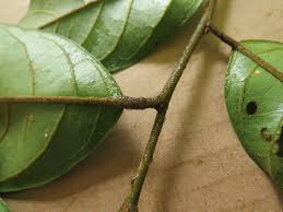 Image result for Ellipanthus