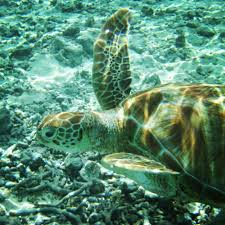Lisa Wiseman Photography Sea Turtle Sea And Ocean Turtle
