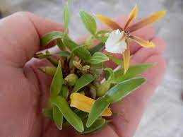 Dinema polybulbon = encyclia polybulbon. Photo Of The Entire Plant Of Orchid Dinema Polybulbon Posted By Daisyi Garden Org