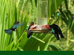 If you're living anywhere in the central usa and willing to offer nectar to hummingbirds, you have to put out your feeder in the middle to late march or early april. How To Keep Ants Away From Hummingbird Feeders Dengarden
