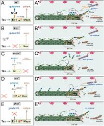 Tau /ˈtɔː, ˈtaʊ/ (uppercase τ, lowercase τ; Tau Xmap215 Msps And Eb1 Jointly Regulate Microtubule Polymerisation And Bundle Formation In Axons Biorxiv