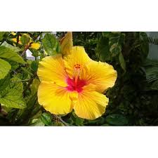 This hawaiian flower guide will give you brief descriptions and pictures of our most popular hawaiian flowers. Hawaiian Exotic Flower Plant Roots Yellow Hibiscus Unrooted 1 Pack Walmart Com Walmart Com