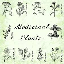Thyn'a is a gentle goddess whom prefers peace and balance. Ensemble De 10 Dessins De Plantes Achillee Echinacee Tanaisie Calendula Thym Menthe Camomille Plantain Dessin Au Crayon De Pissenlit Fireweeed Vert Grunge Clip Art Libres De Droits Vecteurs Et Illustration Image 64947507