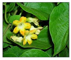 Image result for Telosma