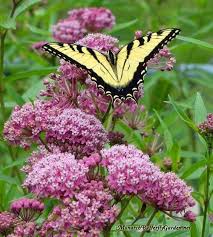 Milkweed Asclepias Incarnata Swamp Milkweed Asclepias Asclepias Incarnata