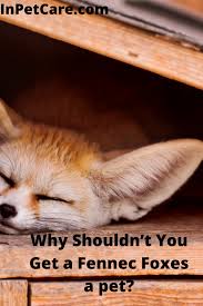 Why Shouldn T You Get A Fennec Foxes A Pet Cute Wild Animals Fennec Fox Fennec Fox Pet