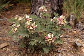 Image result for Tephrosia polystachya