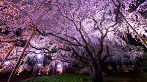 Sungai dengan air yang jernih ini juga dihiasi bebatuan besar yang bertebaran di sekitarnya, membuat pemandangan taman sakura semakin apik dan. 20 Tempat Pemandangan Bunga Sakura Terindah Di Jepang Tempatwisataunik Com