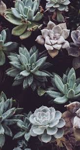 Succulent Aesthetic Happyshappy
