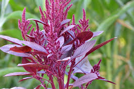 Image result for Amaranthus thunbergii