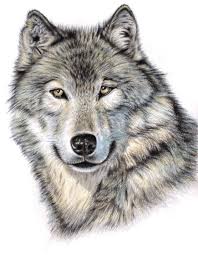 Zeichnen Und Pastell Gerstaecker Verlag Gmbh Tiere Wolf Malen Tierbilder
