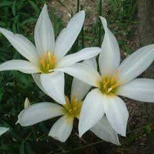 「ゼフィランサス」の画像検索結果