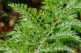 Image result for Vandenboschia gigantea