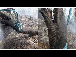 Seperti telur di hujung tanduk. Viral Ular Langka Di Kalimantan Ikut Menjadi Korban Kebakaran Youtube