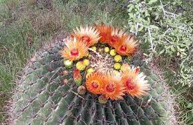 Check spelling or type a new query. Desert Plants Arizona State Parks Plants Desert Plants Small Yellow Flowers