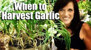 How to gather, store, and enjoy your garlic harvest. How To Know When Garlic Is Ready To Harvest Harvesting Garlic Scapes To Grow Larger Cloves Youtube