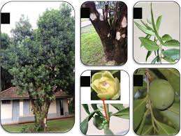 Image result for Warburgia ugandensis