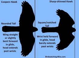 We did not find results for: Coopers Hawk Vs Sharp Shinned Hawk Identification