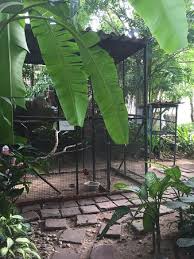 D&l mini aviary is breeding fischer lovebirds with focus on the opaline mutations. Mini Aviary Picture Of Pinnacle Grand Jomtien Resort Jomtien Beach Tripadvisor