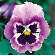 Pin On Flower Story