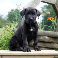 Our presa canario puppies are raised inside, in environments specifically designed to foster their natural traits and strong developmental behaviors. Presa Cane Canario Puppies For Sale Greenfield Puppies
