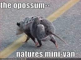 We then get a weight so that we can create a suitable feeding schedule. Opossum Facts