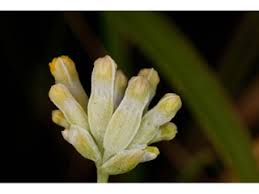 Image result for Burmannia