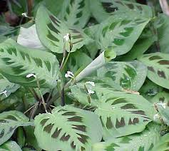 Prayer plants do best in bright, indirect sunlight. Prayer Plant Description Meaning Britannica