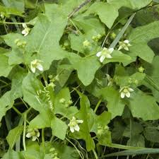 Image result for Rytigynia bridsoniae