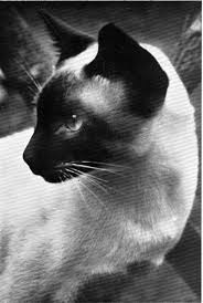 Black And White Siamese Cat Black And White Siamese Cats Blue Point Siamese Cats Siamese Kittens
