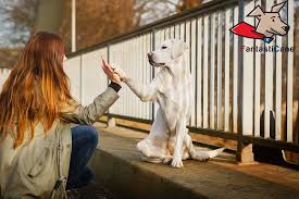 Caratteristiche fisiche, temperamento e storia della razza di questo cane, nato nella città di boston e per molto tempo il cane preferito l'altezza oscilla dai 38 ai 43 cm. Labrador Retriever E Il Cane Giusto Per Te Temperamento E Caratteristiche Fantasticane Il Nuovo Metodo Per Educare E Addestrare Il Cane