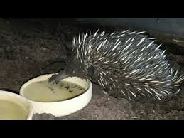 You'll be able to mark your mistakes quite easily. Echidnas Popping Out To Say Hello Youtube